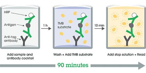 Human ANXA4(Annexin A4) ELISA Kit 